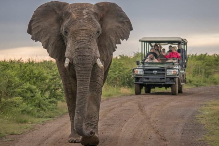 Private Shuttle From Cape Town To Addo Elephant National Park