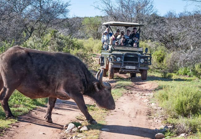 Planning Your Trip from Cape Town to Buffelsdrift Game Lodge